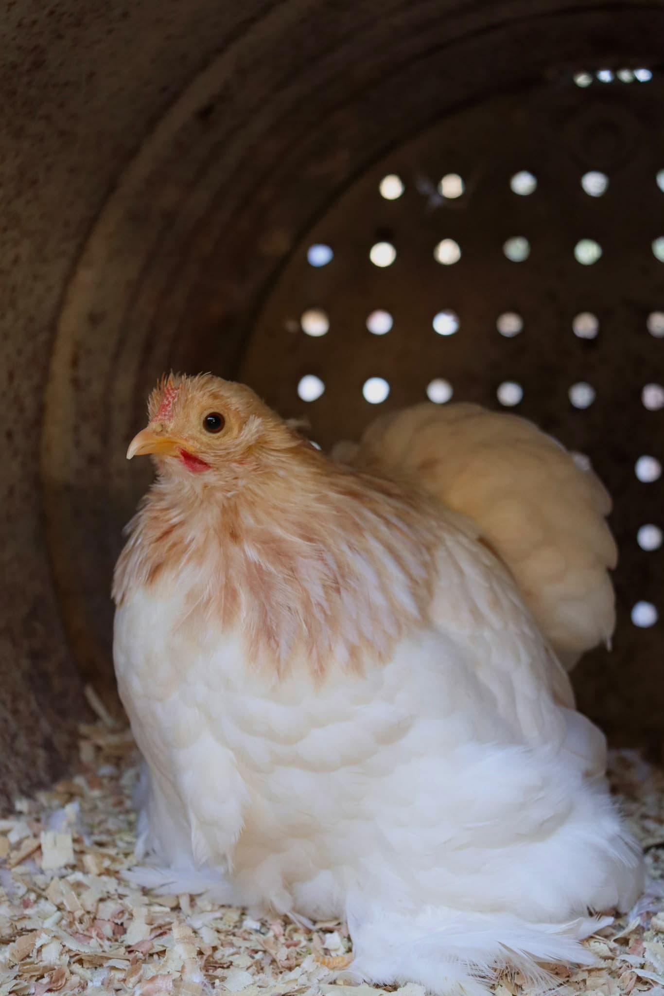 Gallina de Pionero en su nido