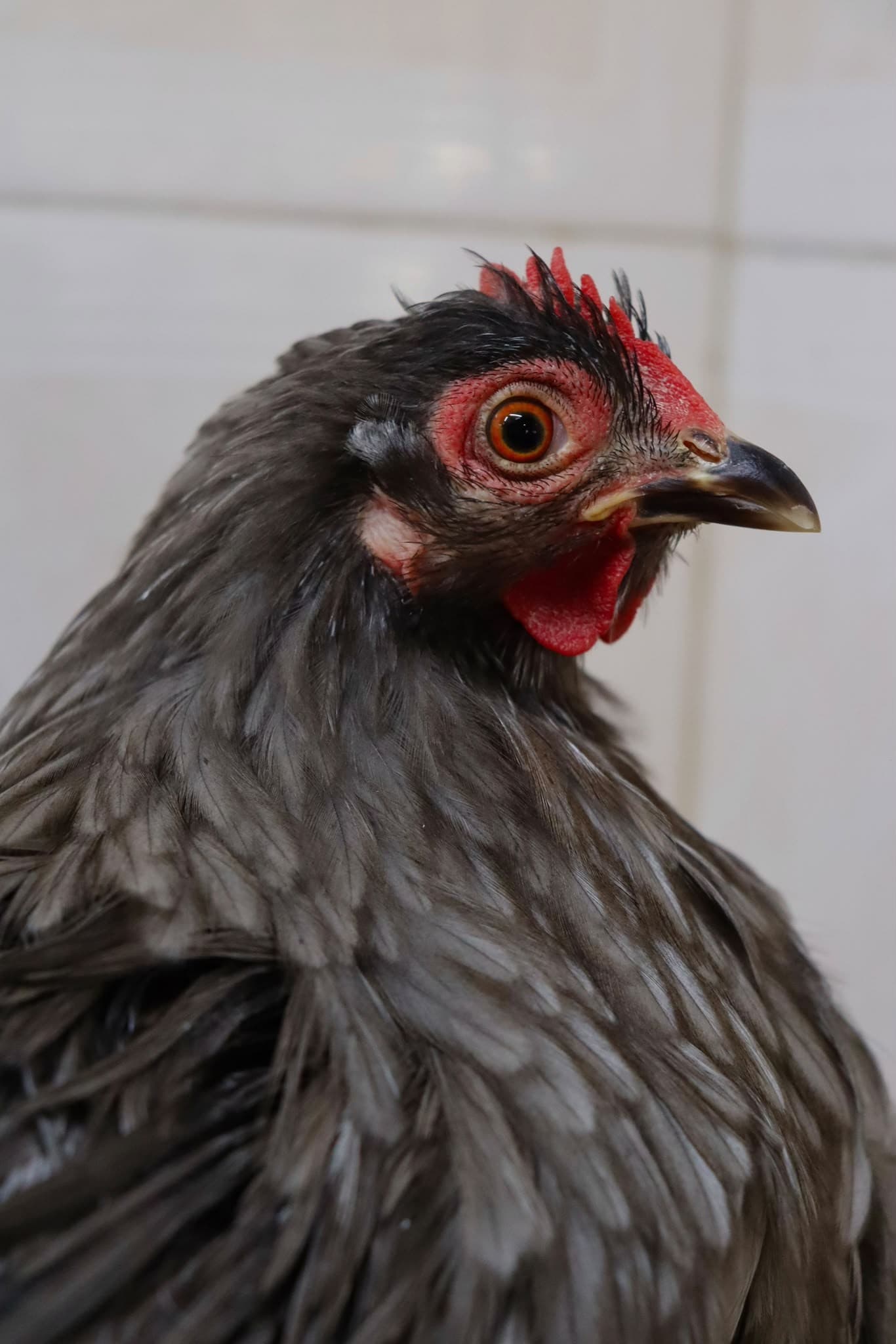 Gallina de Pionero, primer plano